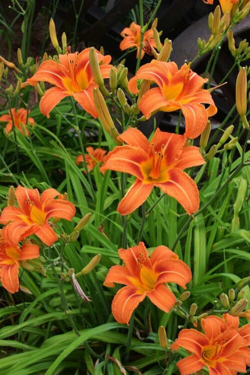 Hemerocallis fulva Jednodenka, P 13 - Obrázek 1