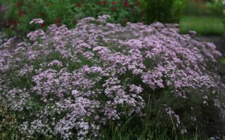 Gypsophila paniculata Šater latnatý, Festival Pink Splash, K 12
