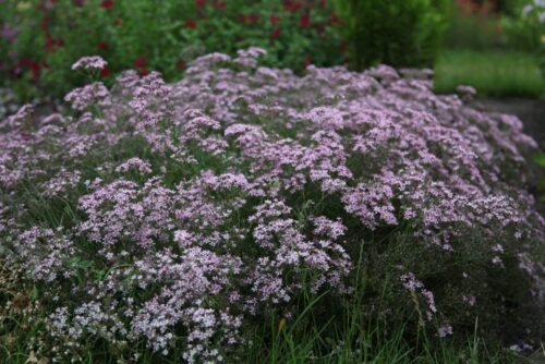 Gypsophila paniculata Šater latnatý, Festival Pink Splash, K 12 - Obrázek 1