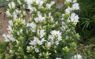 Campanula glomerata Alba, K 9
