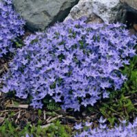Campanula garganica Filligree Purple, K 9
