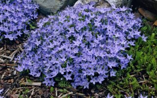 Campanula garganica Filligree Purple, K 9
