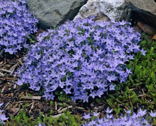 Campanula garganica Filligree Purple, K 9 - Obrázek 1