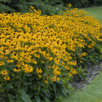 Rudbeckia fulgida ´Goldsturm´ 9x9x8