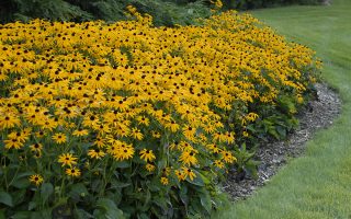 Rudbeckia fulgida ´Goldsturm´ 9x9x8
