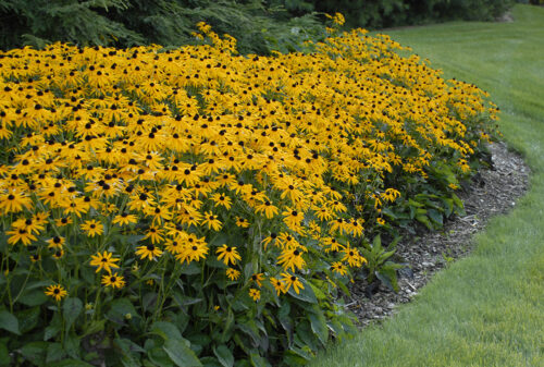 Rudbeckia fulgida ´Goldsturm´ 9x9x8 - Obrázek 1