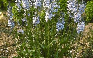 Veronica gentianoides ´Nana´ K 9x9