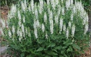 Veronica spicata Alba,  9x9x8