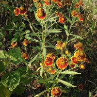 Helenium autumnale 'Rotgold hybr.'