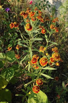 Helenium autumnale 'Rotgold hybr.'