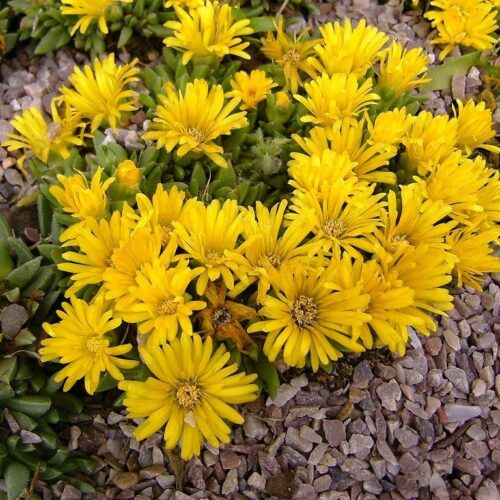 Delosperma congestum K9 - Obrázek 1