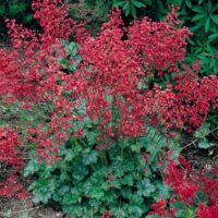 Heuchera sanquinea ´Ruby Bells´ K 9x9