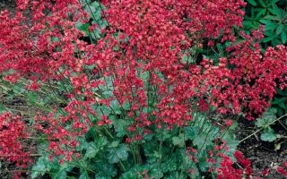 Heuchera sanquinea ´Ruby Bells´ K 9x9