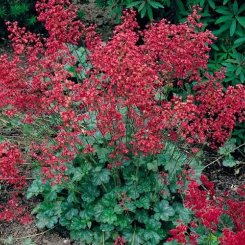 Heuchera sanquinea ´Ruby Bells´ K 9x9 - Obrázek 1