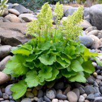 Heuchera 'Blondie in Lime'