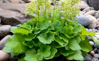 Heuchera  'Blondie in Lime'