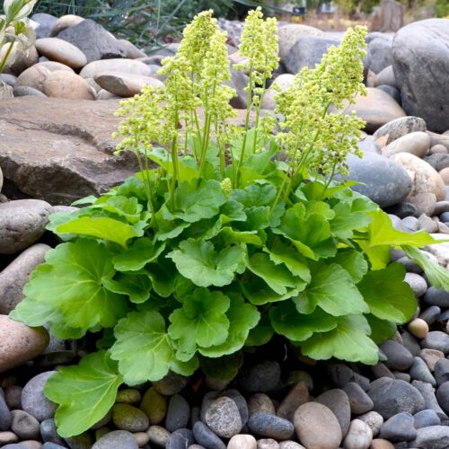 Heuchera  'Blondie in Lime' - Obrázek 1