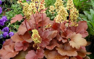 Heuchera dlužicha,  P 12 – 'Blondie'
