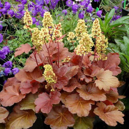 Heuchera dlužicha,  P 12 – 'Blondie' - Obrázek 1