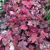 Heuchera dlužicha,  P 12 – 'Autumn Leaves'