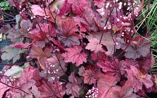 Heuchera dlužicha,  P 12 – 'Autumn Leaves'