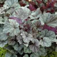 Heuchera dlužicha,  P 12 – 'Cinnabar Silver'