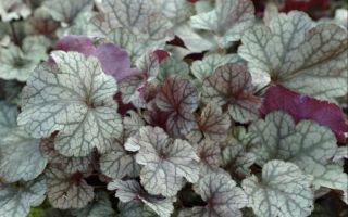 Heuchera dlužicha,  P 12 – 'Cinnabar Silver'