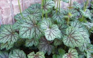 Heuchera dlužicha,  P 12 – 'Green Spice'