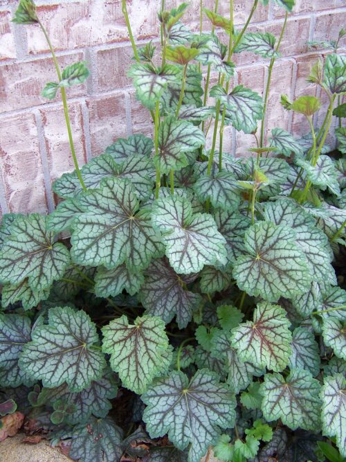 Heuchera dlužicha,  P 12 – 'Green Spice' - Obrázek 1