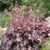 Heuchera americana 'Palace Purple' - K9