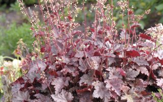 Heuchera americana 'Palace Purple'
