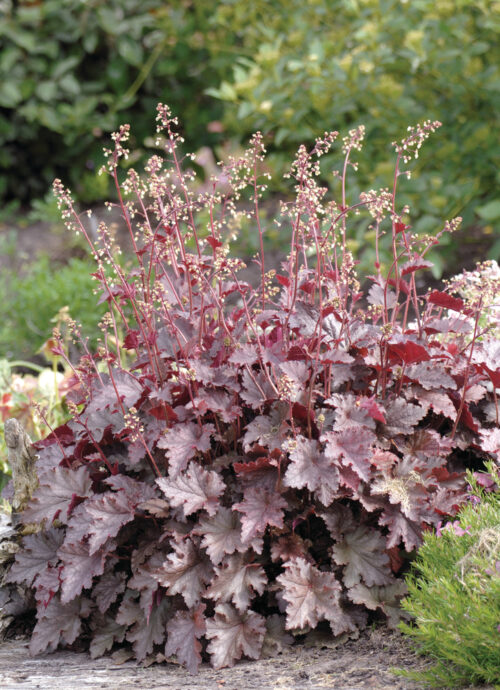Heuchera americana 'Palace Purple' - Obrázek 1