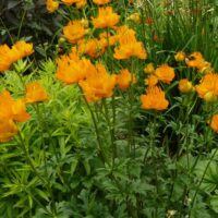 Trollius chinensis Golden Queen, K 9