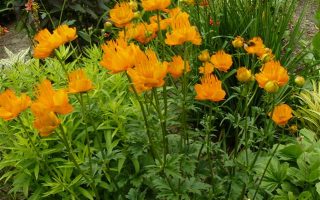 Trollius chinensis Golden Queen, K 9