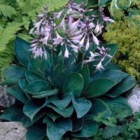 Hosta fortunei Hyacinthina, ko1L