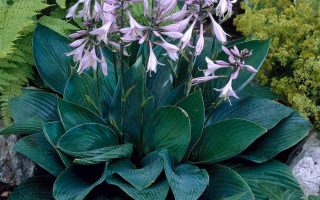 Hosta fortunei Hyacinthina, ko1L