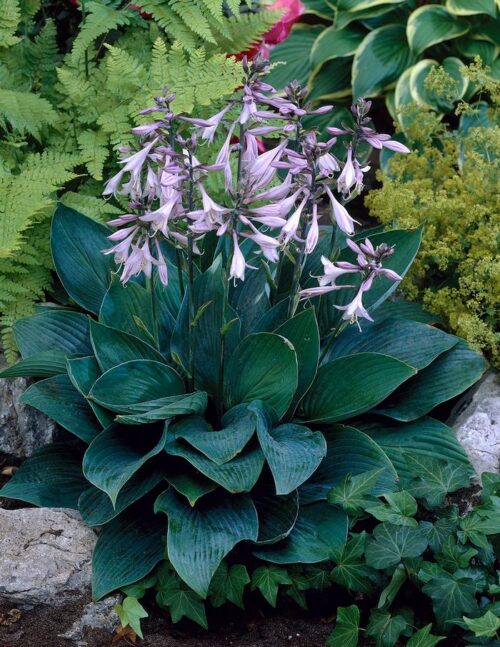 Hosta fortunei Hyacinthina, ko1L - Obrázek 1