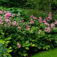 Rodgersia pinnata K 12