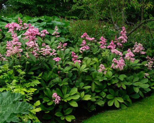 Rodgersia pinnata K 12 - Obrázek 1