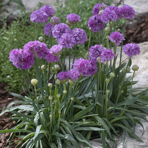 Armeria pseudarmeria Trávníčka, Ballerina Lilac, K 9 - Obrázek 1