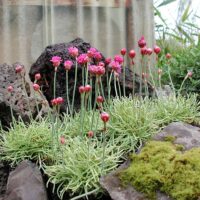 Armeria maritima 'Nifty Thrifty', K9