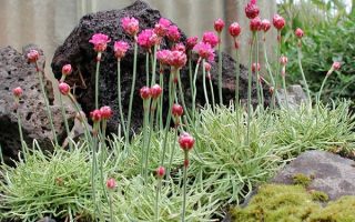Armeria maritima 'Nifty Thrifty', K9