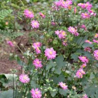 Anemone japonica Sasanka japonská 'Bressingham Glow', P 12