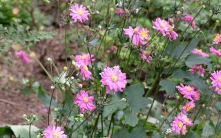 Anemone japonica Sasanka japonská 'Bressingham Glow', P 12