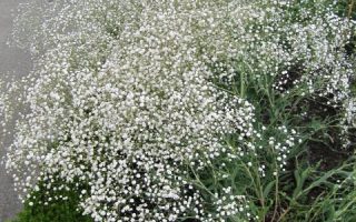 Gypsophila paniculata Šater latnatý, ko1L