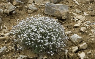 Gypsophila repens - Šater plazivý