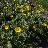 Potentilla megalantha  (P. fragiformis), K 9x9