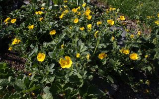 Potentilla megalantha  (P. fragiformis), K 9x9