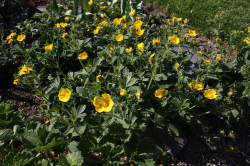 Potentilla megalantha  (P. fragiformis), K 9x9 - Obrázek 1