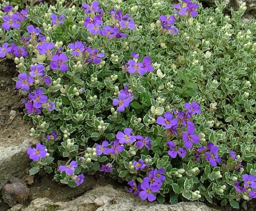 Aubrieta ´Silberrand´ K 9x9 - Obrázek 1